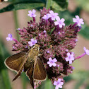 Dun skipper