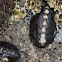 Black Katy Chiton