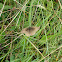 Meadow Brown