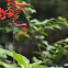 fork-tailed sunbird (female)