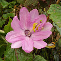 passion flower