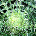 Bull thistle