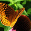 Great Spangled Fritillary