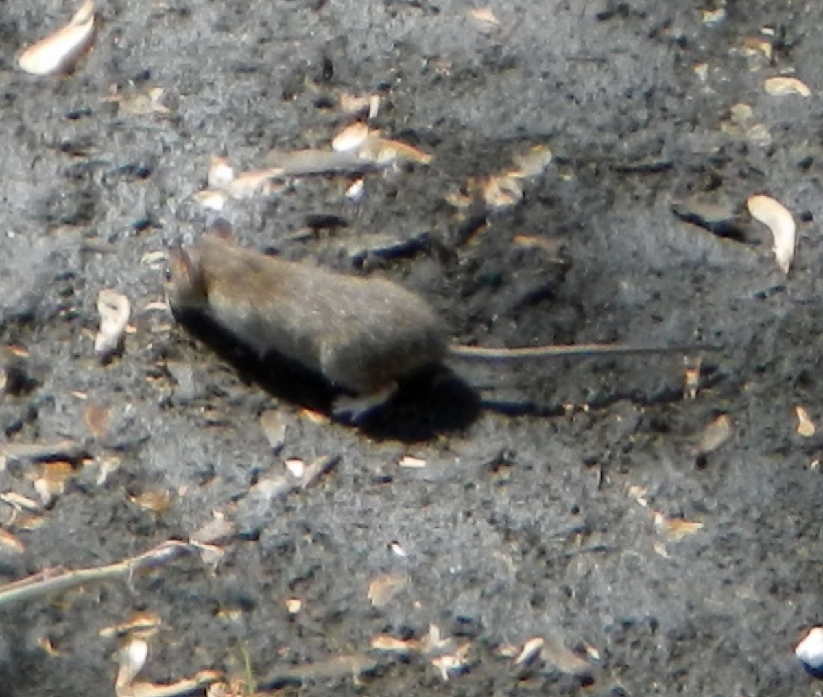 Brown rat