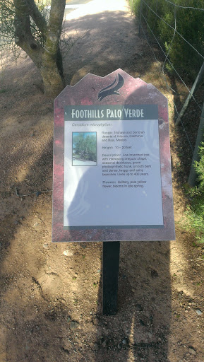 Foothills Palo Verde