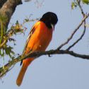 Baltimore Oriole