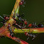 Red-headed Tyrant Ant