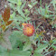 Firewheel Seedhead