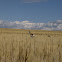 Pronghorn