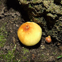 Sulphur tuft