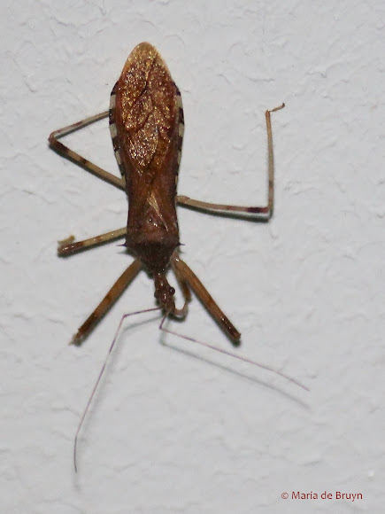 Spotting Image 1