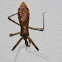Assassin bug