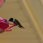 Ruby-throated Hummingbird