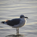Laughing Gull