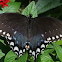 Spicebush Swallowtail