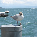 Black-headed Gull