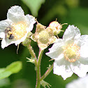 bumblebee