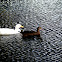 Pekin goose