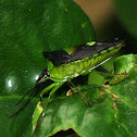 Spined Soldier Bug