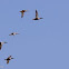 Northern Shoveler
