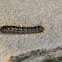 Pink-striped Oakworm