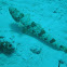 Sand diver