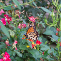 Monarch butterfly