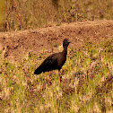 Red-naped Ibis