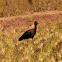 Red-naped Ibis