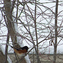 Eastern Towhee
