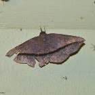 Moth