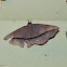 Moth