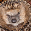Hedgehog