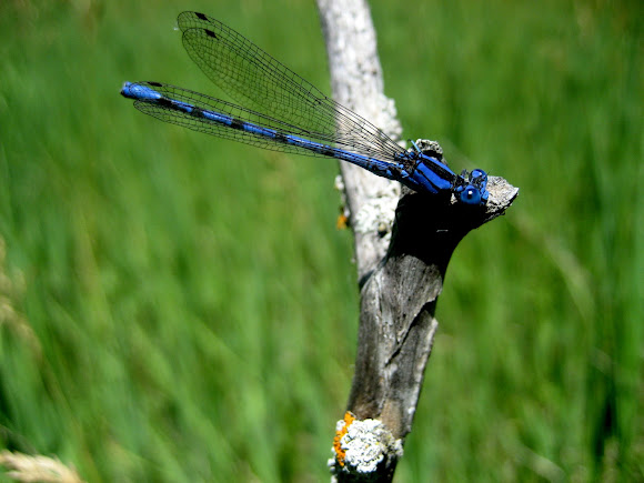 Spotting Image 1