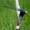 Vivid Dancer - Damselfly