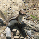 Golden-mantled Ground Squirrel