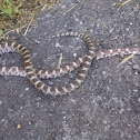 Eastern Milk Snake