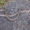 Eastern Milk Snake