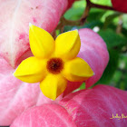 Mussaenda