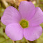 Violet Wood Sorrel