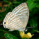 Common Cerulean