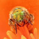 Green sweat bee on California poppy
