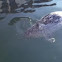 Harbor Seal
