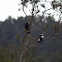 Australian Magpie