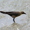 Boat-tailed Grackle