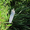 Bird Feather