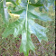 White oak