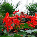 Glorybower