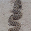 Western Massasauga