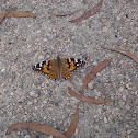 Vanesa de los cardos (ES) Painted lady (EN)